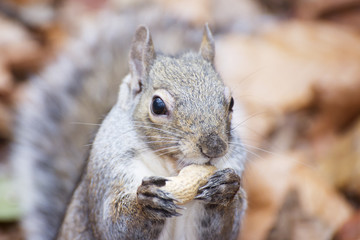 Naklejka na ściany i meble Squirrel eating a peanut