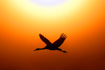 Fototapeta na wymiar Common Crane in the sunrise at Ahula lake, Israel