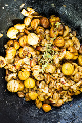 Edible chestnut