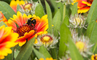 Eine Gaillardia mit einer Biene im Garten