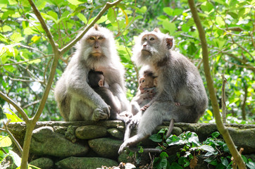 Monkey Family - Stock image