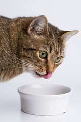 Cute European kitten eating isolated on white background, animal portrait 