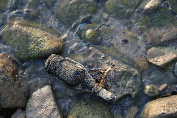 old bottle 13