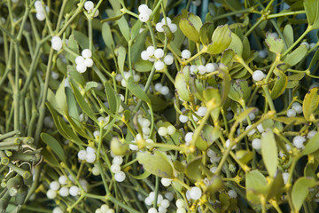 Mistletoe Background