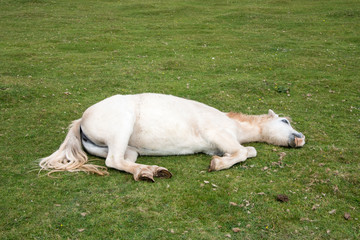 Sleeping White Horse - 98404013