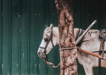 White horse in island in Istanbul called Adakar or Princess Island,the island is environment friend so no vehicle allowed to prevent pollution in  air so the horsed used with cargo for transportation