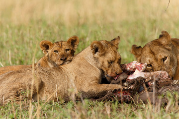 Löwen fressen