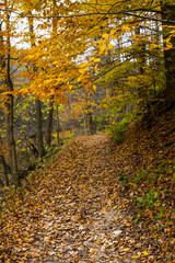Fall Trail Landscape