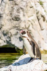 Magellanic Penguin (Spheniscus Magellanicus) Portrait In South America