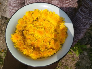 Dandelion