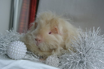 cochon d'inde satin
