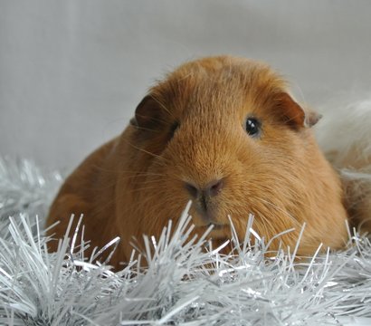 cochon d'inde UPL fauve