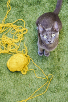Russian blue sitting besides yellow ball of wool looking up to camera