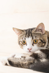 Fototapeta premium grey cat