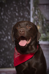 Chocolate Lab red bandanna