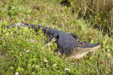 American Alligator Basking in the Sun - Florida
