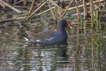 Common Gallinule - Florida