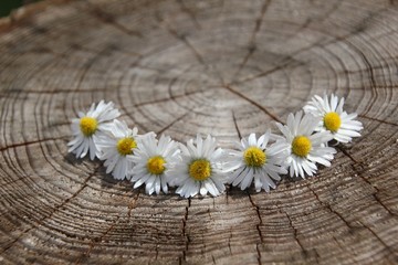 Fototapeta na wymiar White daisies on wood 