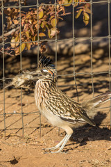 Roadrunner With Prey