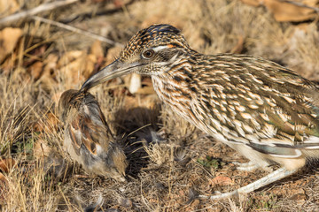 Roadrunner With Prey