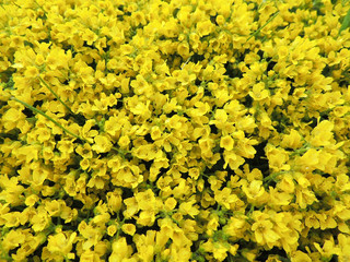 Draba mossy or semolina (Draba imbricata), cruciferous