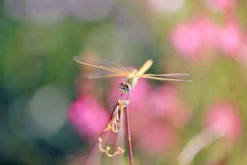 Beautiful dragonfly on a background of flowers