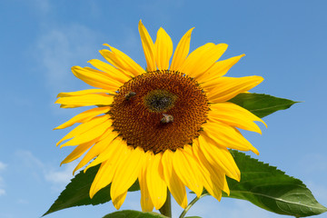Reife Sonnenblume mit Honig Binen
