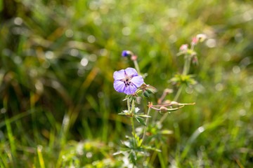 Süßer kleiner Frühling