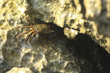 Crab hidden among the rocks