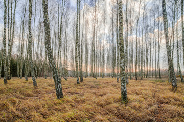 Autumnal Forest with White Birch, Trees Yellow Dried Grass, Sunset Clouds in Background