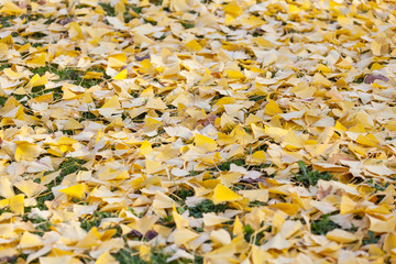 Golden autumn leaves.