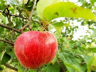 Obraz premium Red apple on tree
