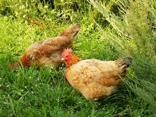 Chicken on pasture
