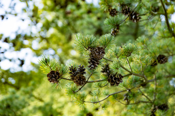 Reife Zapfen an Tanne