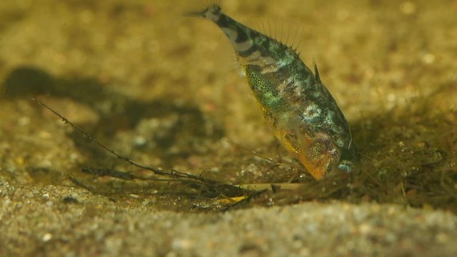 Slow motion of a male three-spined stickleback building a nest
