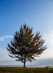 Seascape with lonely pine tree on beach at Thailand