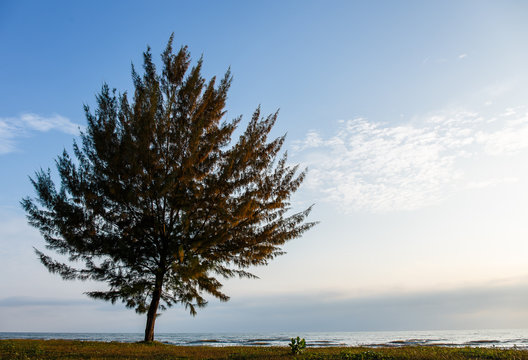 Seascape with lonely pine tree on beach at Thailand