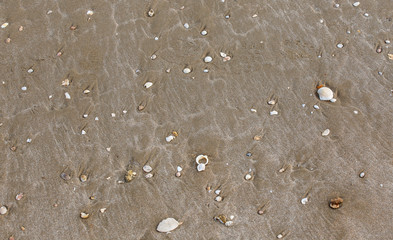 Shells on the beach background
