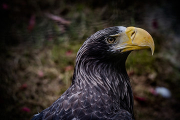 Seeadler im Portrait