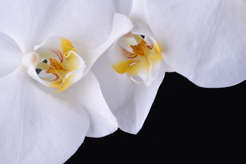 Macro of white orchid flower on black background