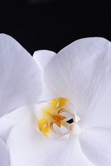 Macro of white orchid flower on black background