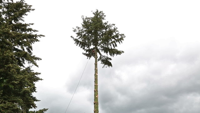 Oregon Tree Cutting
Video shot of a man cutting down a tree.