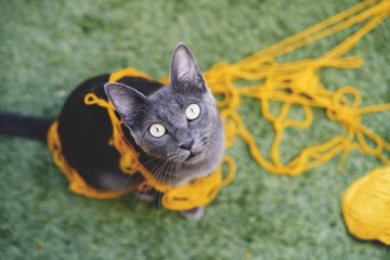 Russian blue tangled in yellow wool looking up to camera