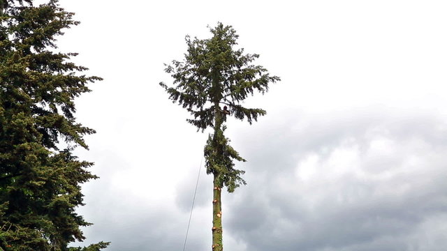 Oregon Tree Cutting
Video shot of a man cutting down a tree.