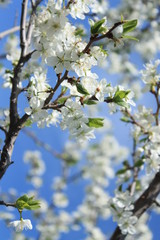 Цветущая вишня