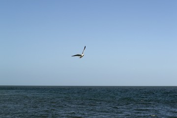 Seagull soaring above waves