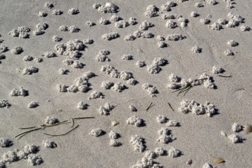 Worm mounds on beach white sand