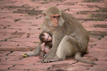 サルの親子の愛
