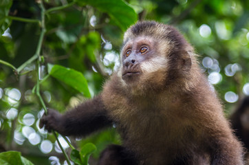 Macaco-prego. (Sapajus nigritus).
