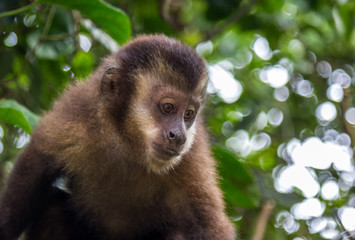 Macaco-prego. (Sapajus nigritus).